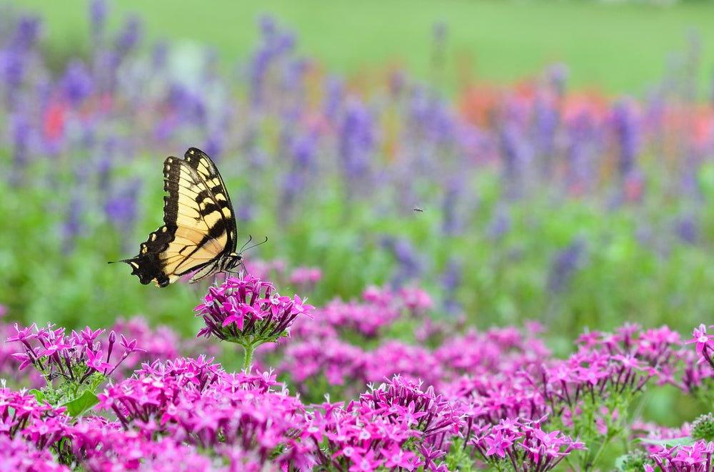 3招吸引蝴蝶到你的花园-里奇饲料 & 种子公司.