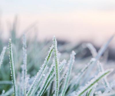 如何保护你的草坪免受寒冷天气的影响